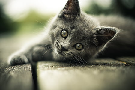 close-up photography of short-fur gray kitten thumbnail