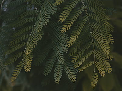focus photo of green leaf thumbnail