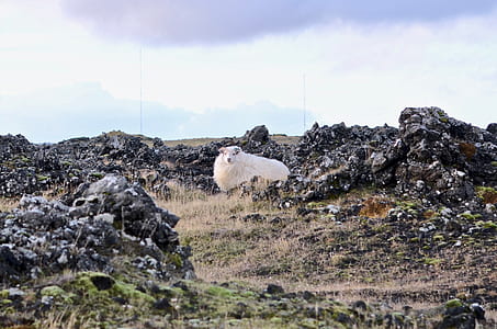 white sheep on boulder thumbnail