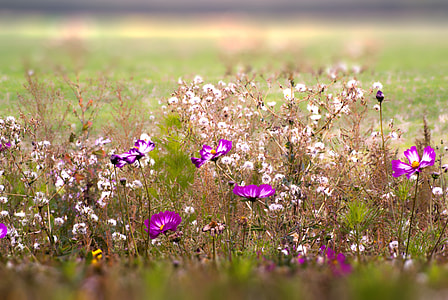 pink-and-white petaled flowers during daytime thumbnail