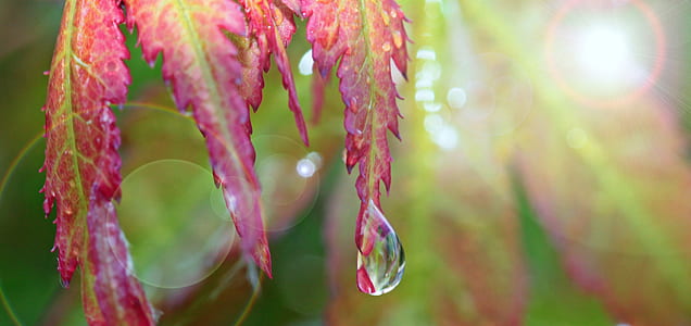 water droplet on pink leaf closeup photo thumbnail
