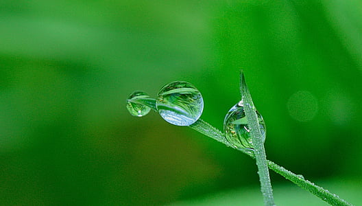 shallow focus photography of drop water on leaf thumbnail