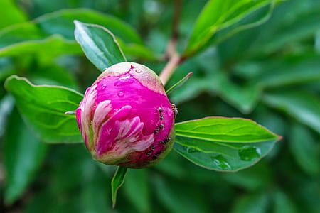 black ants on pink flower bud in thumbnail