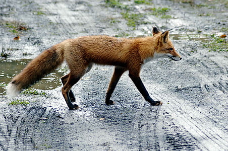 photograph of fox walks on wet dirt pathway thumbnail