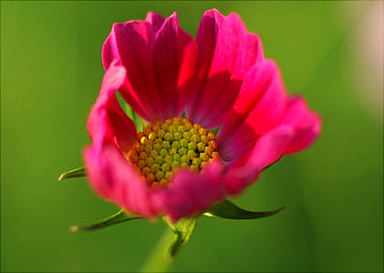Close-up Photography of Flower thumbnail