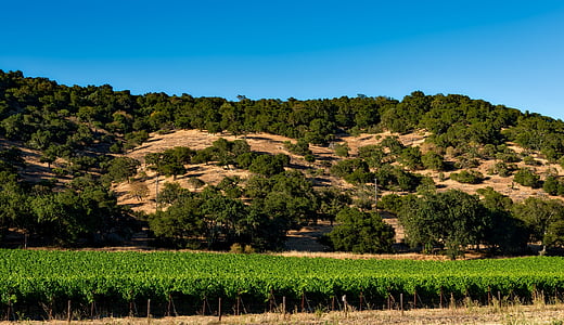 green trees on hill thumbnail