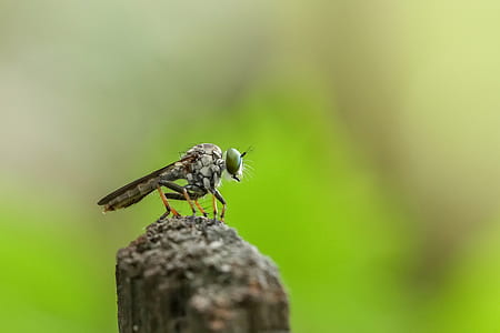 selective focus photo of gray insect thumbnail