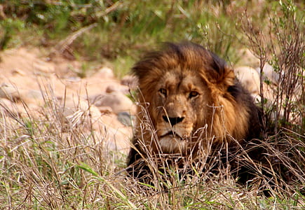 lion resting in grass thumbnail
