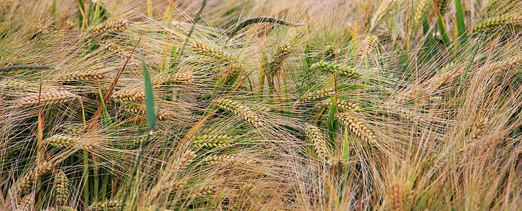 wheat field during daytime thumbnail