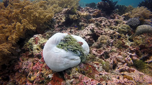 coral reefs thumbnail