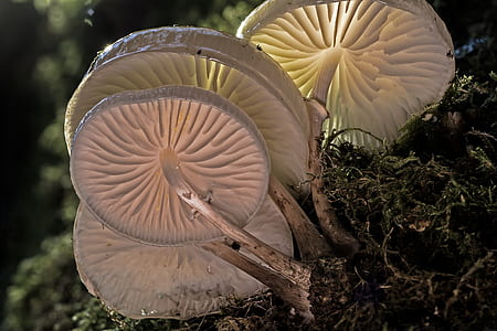 selective focus photo of white mushroom thumbnail