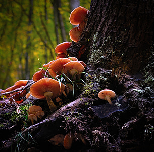 cluster of mushroom on tree trunk thumbnail