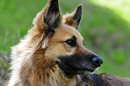 adult German shepherd thumbnail