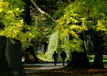silhouette of two person walking between trees during daytime thumbnail