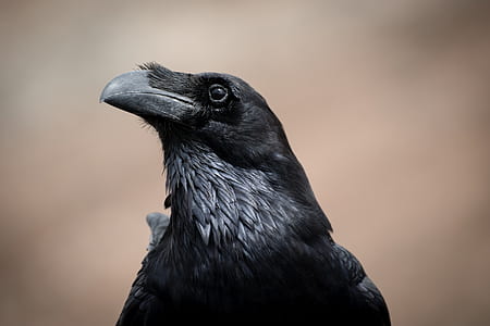black belly long-beaked bird thumbnail