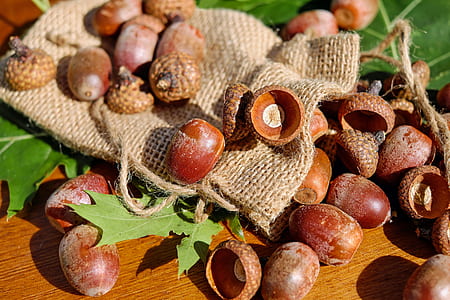 oval brown fruits thumbnail