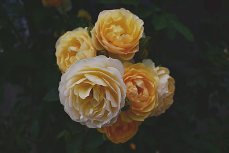 Shallow Focus Photography of Yellow Flowers thumbnail