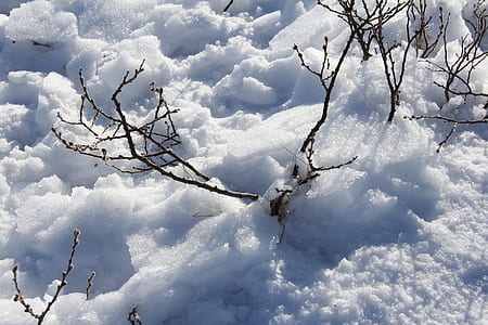withered plants covered with snnow thumbnail