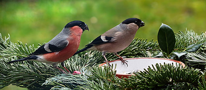 two gray birds on green plant thumbnail