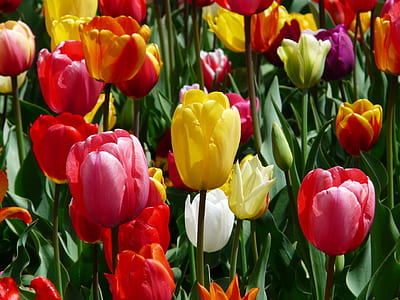pink and yellow tulip flowers thumbnail