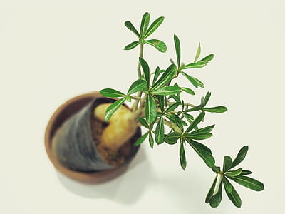 green leafed plant on pot thumbnail