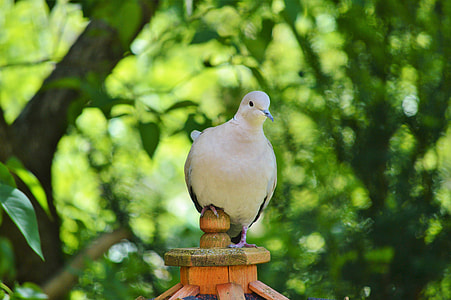 white bird on brown surface thumbnail