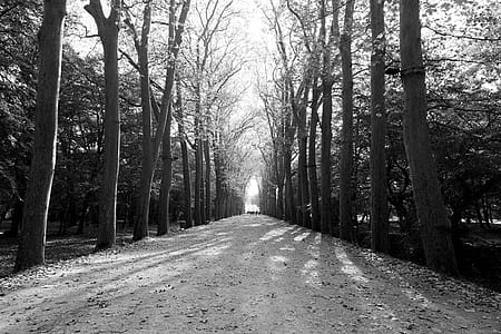 Snow Path Beside Tall Trees thumbnail