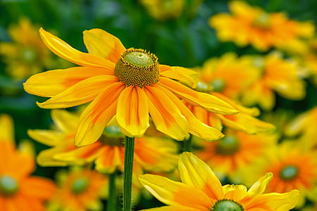 selective focus photography of yellow daisy flower thumbnail