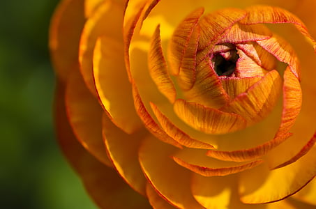macro photography of orange ranunculus flower thumbnail