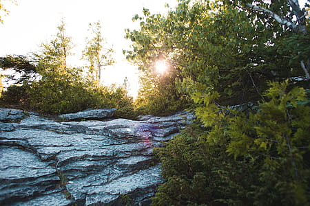 Sunset through the leaves over layered rocks in the forest thumbnail