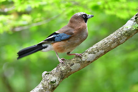 brown bird hanging on tree thumbnail