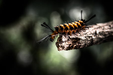 Shallow Focus Photography Of Brown And Black Worm thumbnail