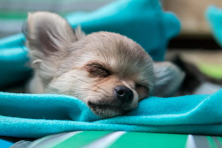 selective focus photography of tan Chihuahua puppy thumbnail