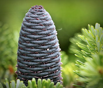 selective focus photography of plant thumbnail