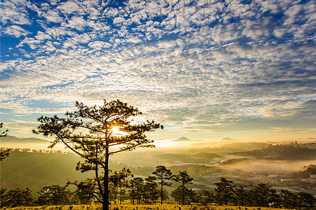 landscape photo of trees during daytime thumbnail