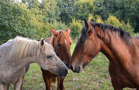 three horse on outdoors thumbnail
