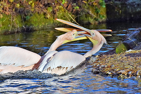 two pink flamingos on body of water thumbnail