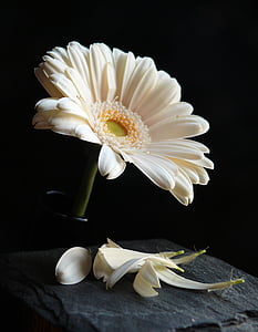close up photo of white gerbera and it's \petals thumbnail