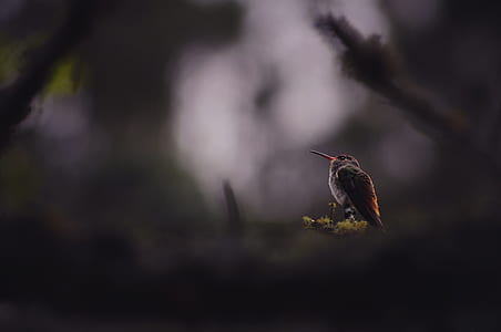 selective focus photography of black bird thumbnail