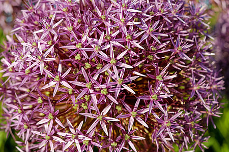 shallow focus photography of purple flowers thumbnail