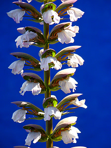 white petaled flowers against blue background thumbnail