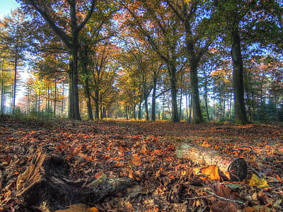 brown dried leaves under trees thumbnail