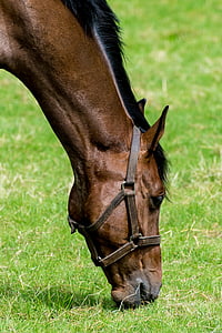 brown horse eating grass thumbnail