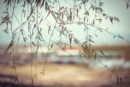 selective focus photo of brown leaves thumbnail