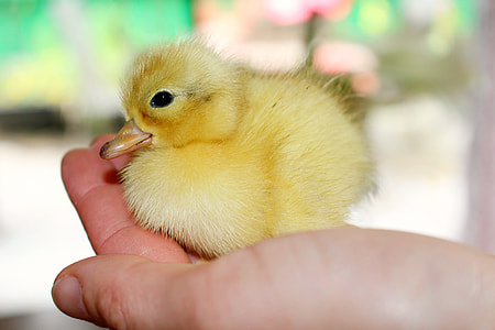 close up photo of a yellow duckling thumbnail