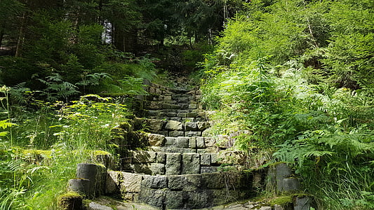 photography of concrete stairs surrounded with green trees thumbnail