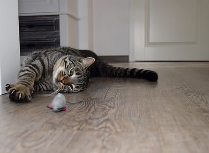 silver tabby cat lying on floor thumbnail