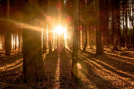 forest on fall season with sunlight view thumbnail