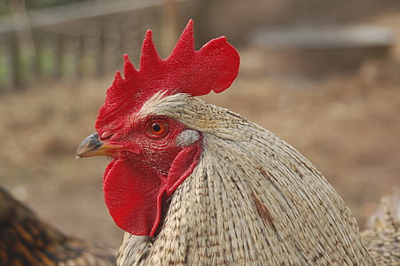 focus photography of white rooster thumbnail