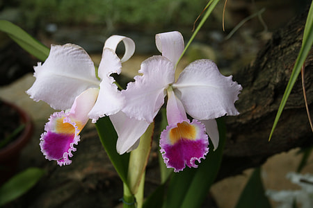 Orchids, Tropcal Flowers thumbnail